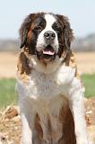 SAINT BERNARD 090